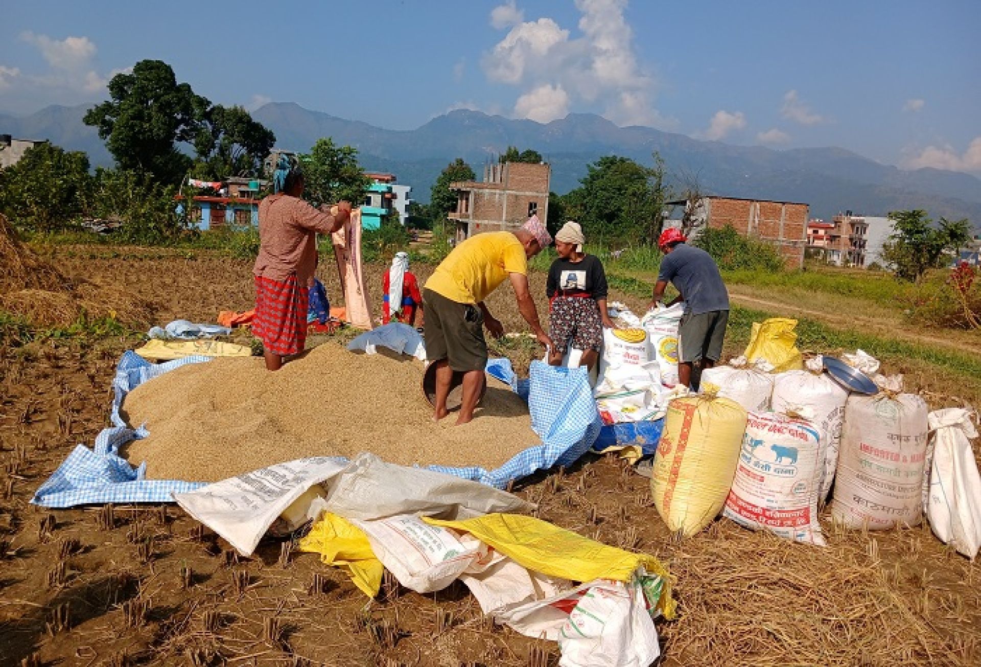 चैते धान समर्थन मूल्यमा नबिकेपछि किसान निराश